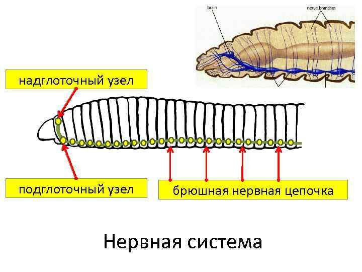 Какую функцию выполняет брюшная нервная цепочка. Нервная система кольчатых червей червей. Нервная система кольчатого червя. Строение нервной системы кольчатых червей. Строение нервной системы дождевого червя.