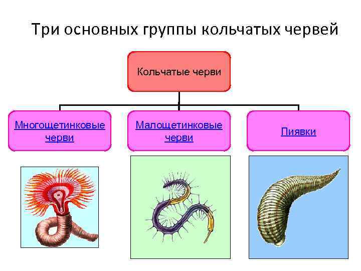 Многощетинковые кольчатые черви. Типы червей. Многощетинковые черви представители. Типы червей схема.