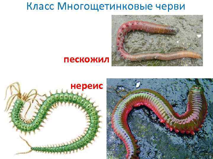 На какой фотографии изображен представитель многощетинковых червей