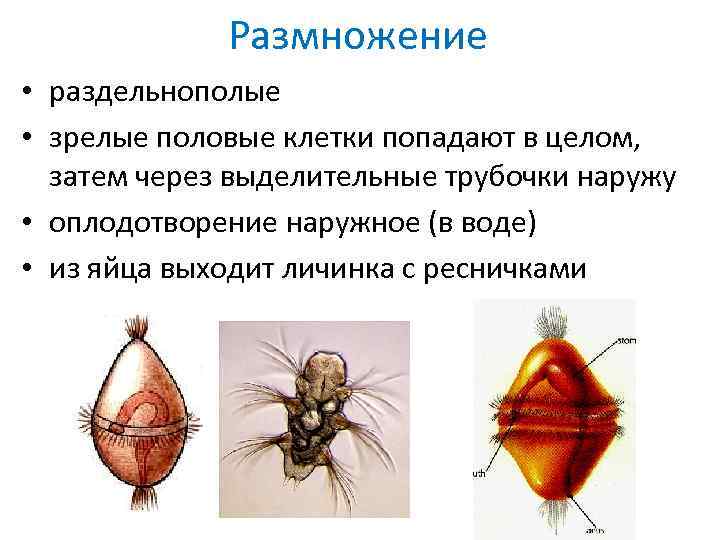 Гермафродиты и раздельнополые организмы. Раздельнополое размножение. Плоские черви раздельнополые. Раздельнополые это. Насекомые гермафродиты или раздельнополые.