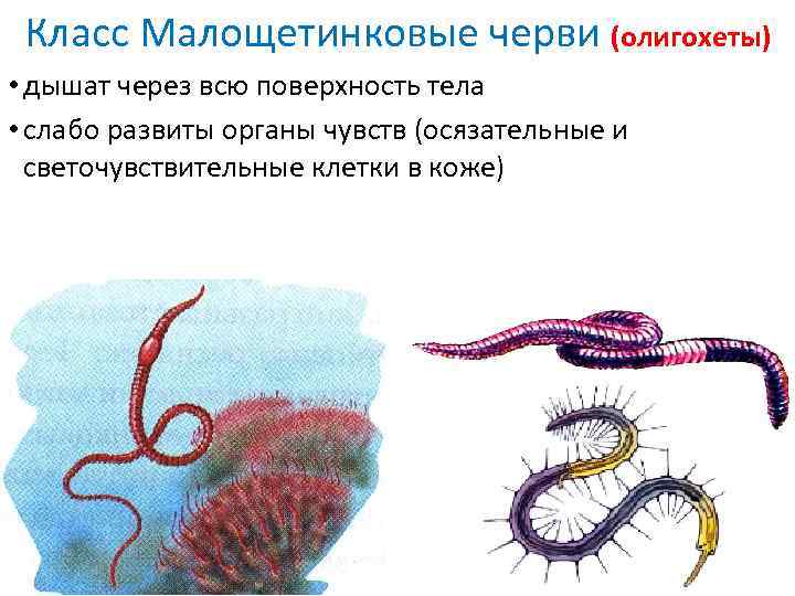 Образ жизни типов червей