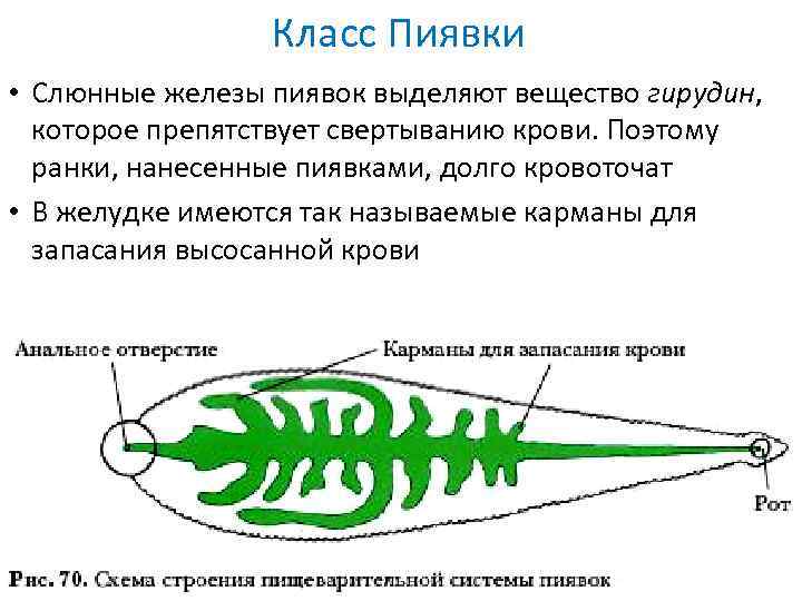 Тип нервной системы пиявки