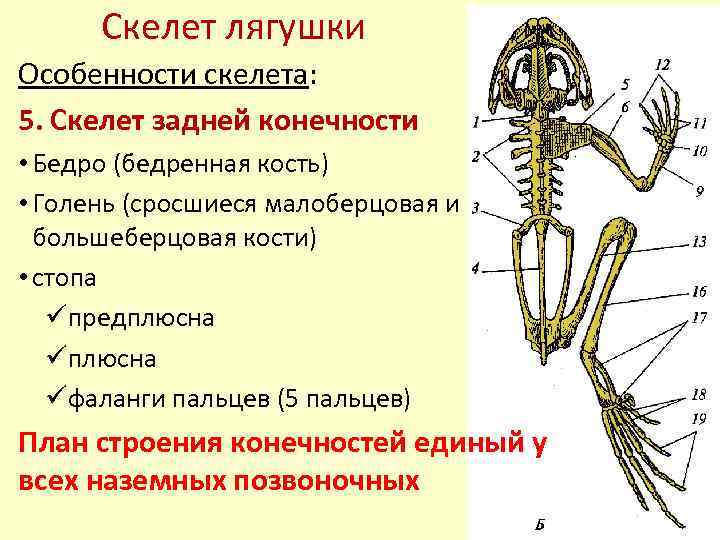 Скелет передних конечностей лягушки