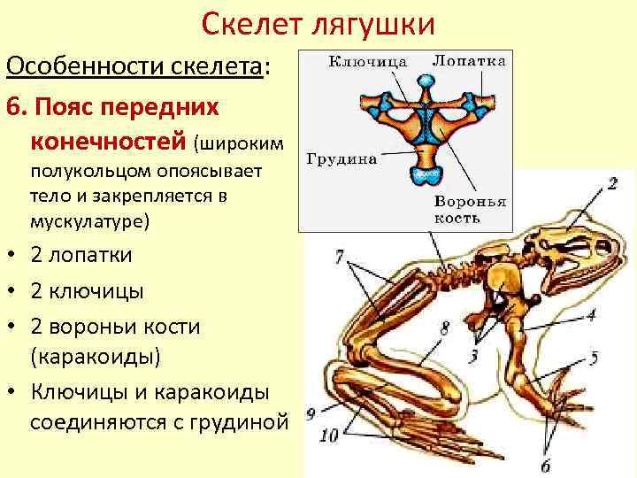 Скелет лягушки фото