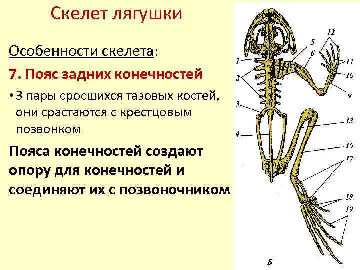 Скелет поясов конечностей лягушки. Скелет лягушки пояс задних конечностей. Скелет лягушки пояс передних конечностей. Скелет пояса верхних конечностей у лягушки. Скелет пояса задних конечностей амфибий.