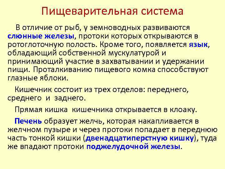 Пищеварительная система В отличие от рыб, у земноводных развиваются слюнные железы, протоки которых открываются