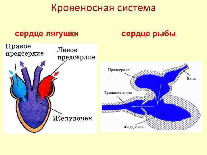 В желудочке земноводных находится. Схему строения сердца лягушки Озерной. Строение сердца земноводного. Строение сердца Жабы.