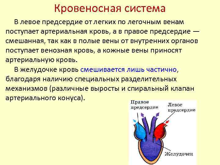 Сколько вен в левом предсердии. Кровеносная система левое предсердие. Артериальная кровь в левое предсердие поступает. Венозная кровь поступает в левое предсердие. В правое предсердие поступает кровь.