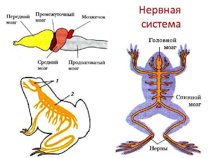 Нервная система амфибий