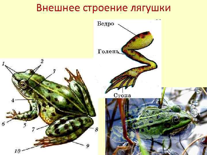 Тело земноводных состоит из. Внешнее строение Озерной лягушки. Внешнее строение зеленой лягушки. Внешнее строение травяной лягушки. Внешнее строение з-еоеной лягушки.