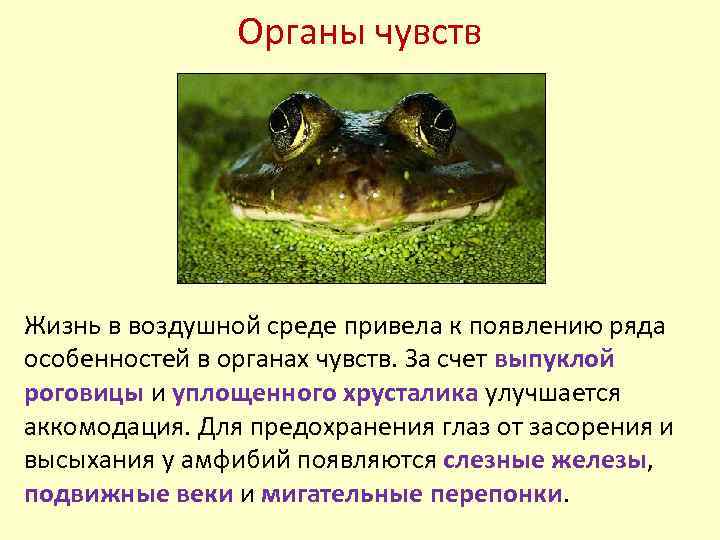 Органы чувств Жизнь в воздушной среде привела к появлению ряда особенностей в органах чувств.