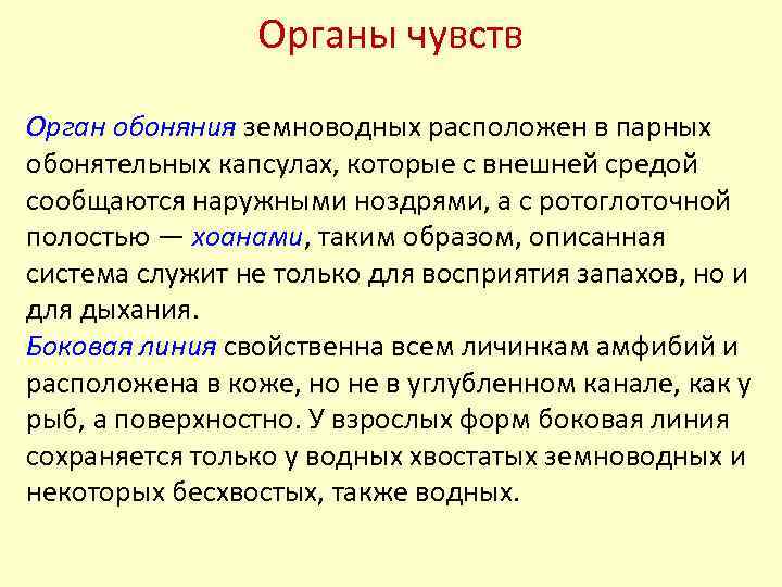 Органы чувств Орган обоняния земноводных расположен в парных обонятельных капсулах, которые с внешней средой