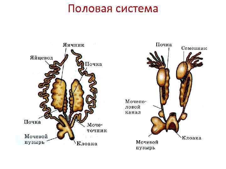 Половая система 