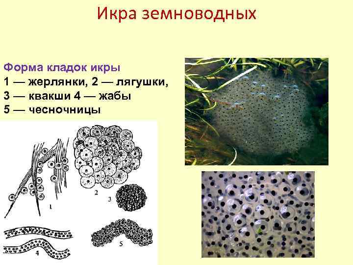 Известно что икринка лягушки. Строение икринки земноводных. Строение икринки лягушки. Икра лягушки. Строение икры лягушки.