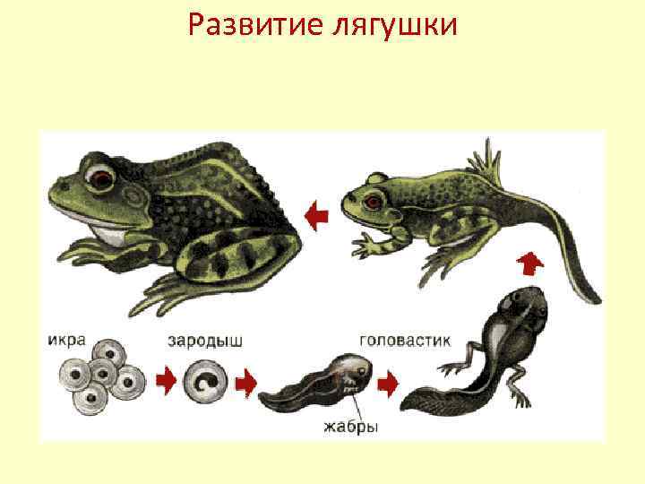 Развитие лягушки 