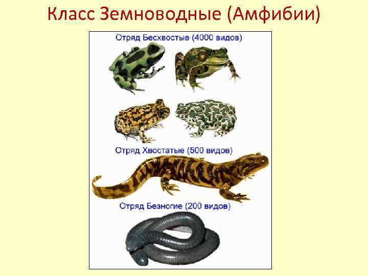 Класс Земноводные (Амфибии) 