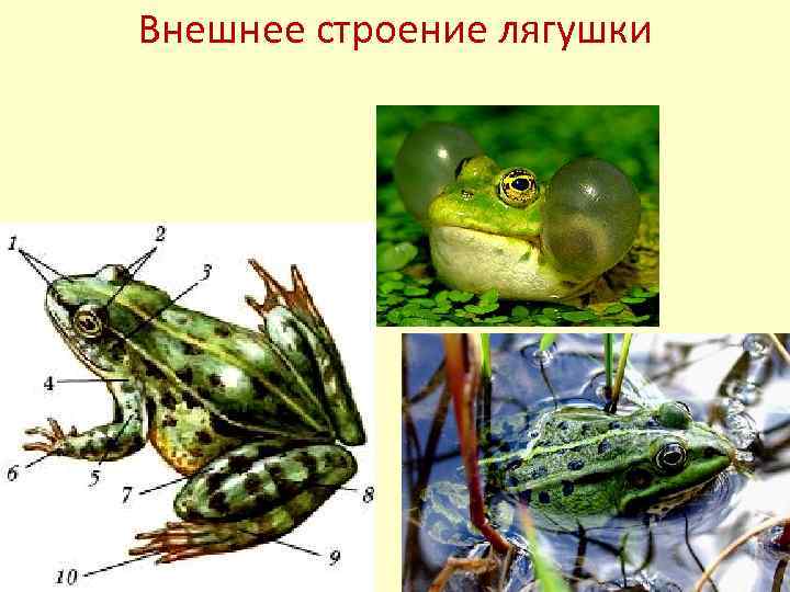 Внешнее строение лягушки 
