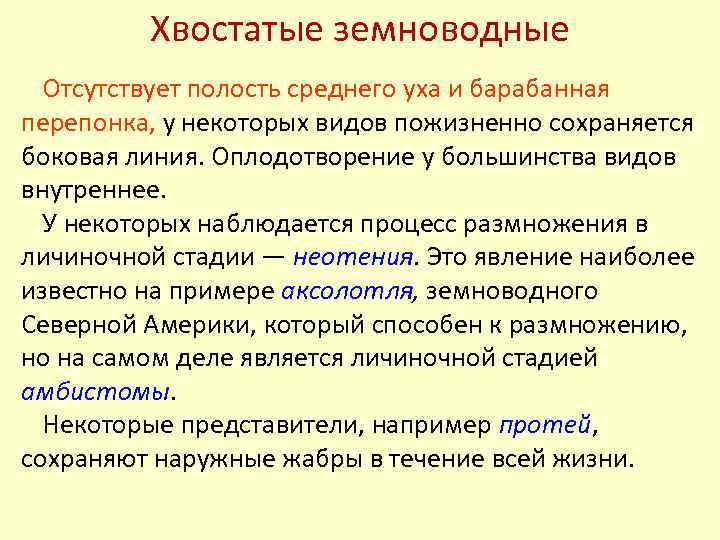 Хвостатые земноводные Отсутствует полость среднего уха и барабанная перепонка, у некоторых видов пожизненно сохраняется
