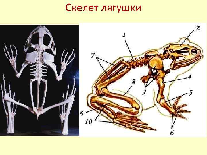 Скелет земноводных 8 класс