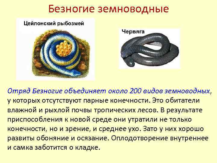 Безногие земноводные Отряд Безногие объединяет около 200 видов земноводных, у которых отсутствуют парные конечности.
