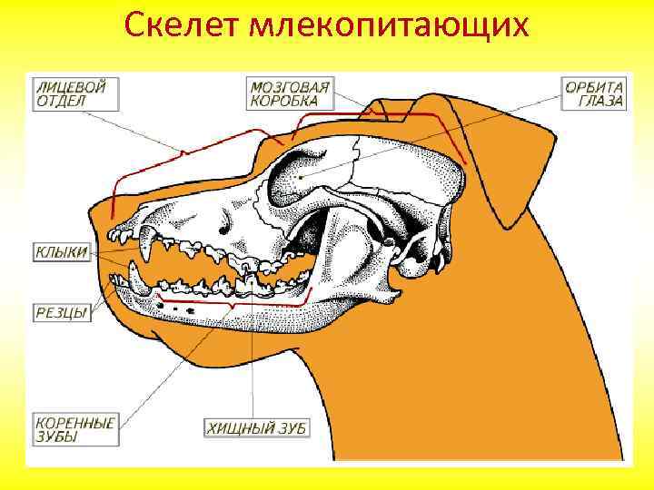 Скелет млекопитающих 