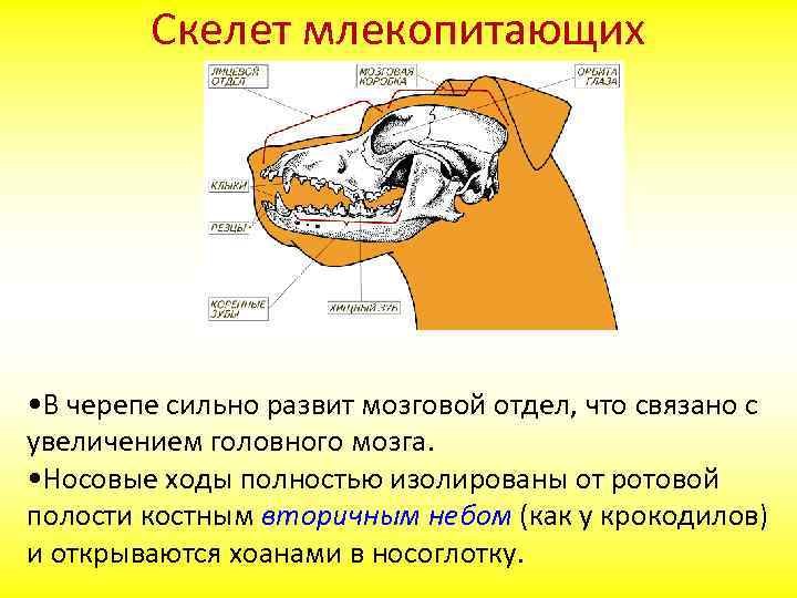 Особенности строения скелета черепа млекопитающих. Отделы черепа млекопитающих. Кости черепа млекопитающих. Скелет черепа млекопитающих. Строение черепа млекопитающих отделы.