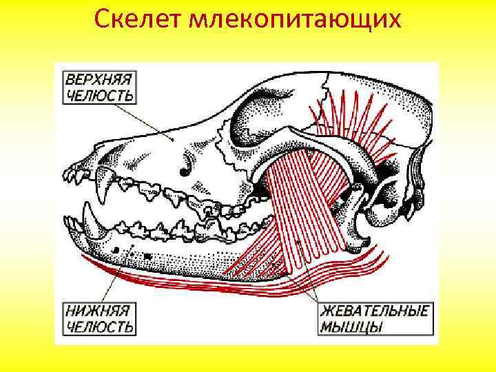 Скелет млекопитающих состоит из 5 отделов. Скелет млекопитающих. Строение скелета млекопитающих. Класс млекопитающие скелет. Кскнднт млекопитающих.