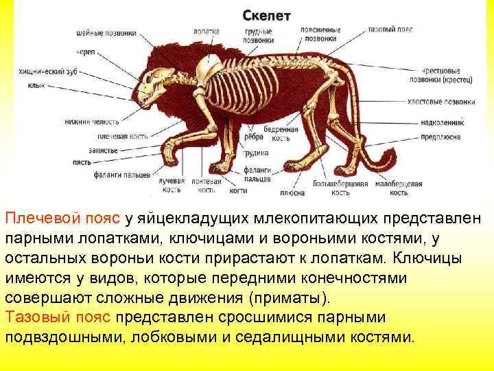 Плечевой пояс у яйцекладущих млекопитающих представлен парными лопатками, ключицами и вороньими костями, у остальных