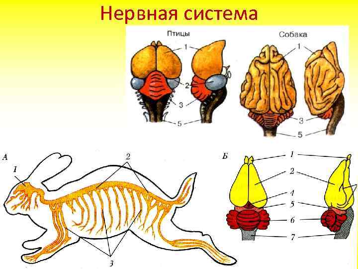 Нервная система 