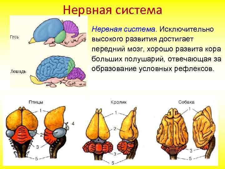 Наиболее развитые отделы головного мозга у млекопитающих