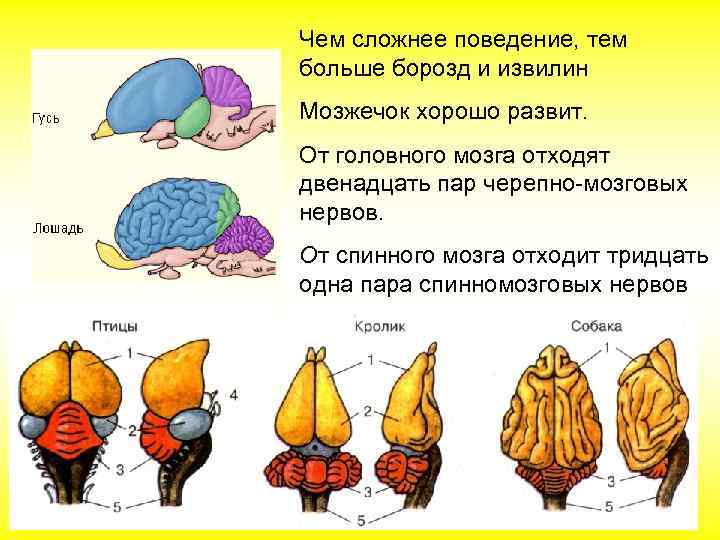 Рассмотрите рисунок подпишите названия частей кожного покрова млекопитающих обозначенных цифрами