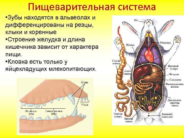 У кого из млекопитающих нет желудка. Пищеварительная система млекопитающих. Внутреннее строение млекопитающих. Пищеварение кролика. Пищеварительная система зубы.