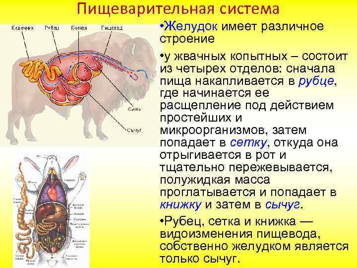 Строение желудков животных