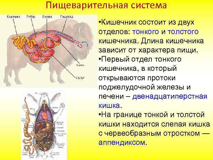 К органам пищеварительной системы млекопитающего относится. Отделы кишечника млекопитающих. Пищеварительная система толстый кишечник. Кишечник млекопитающих. Пищеварение в кишечнике у животных.