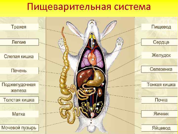 Пищеварительная система 