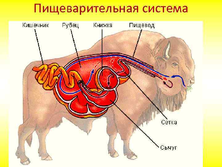 Пищевод млекопитающих. Пищеварительная система млекопитающих. Пищеварительная система млекопитающих 8 класс. Строение пищеварительной системы жвачных млекопитающих. Пищеварительная система млекопитающих 7 класс биология.