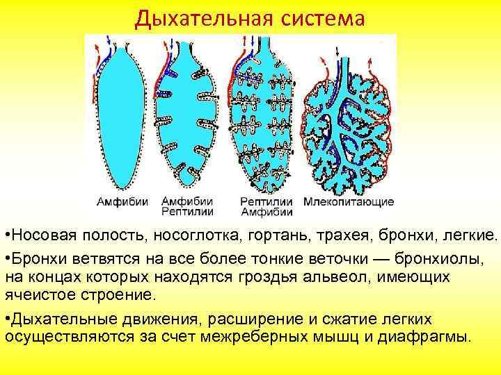 Дыхательная система • Носовая полость, носоглотка, гортань, трахея, бронхи, легкие. • Бронхи ветвятся на