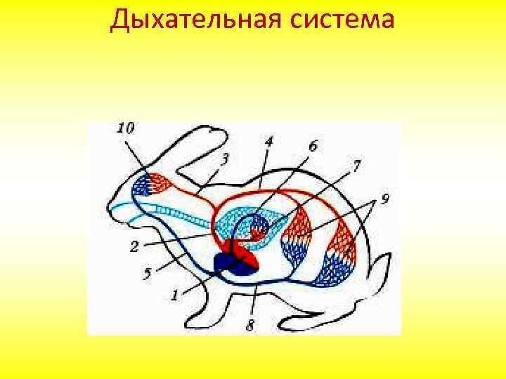 Дыхательная система 