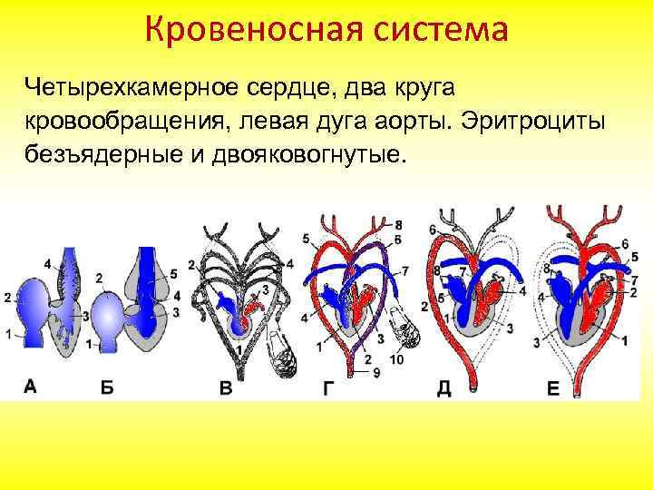 Кровеносная система Четырехкамерное сердце, два круга кровообращения, левая дуга аорты. Эритроциты безъядерные и двояковогнутые.