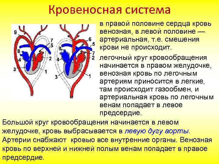 Млекопитающие кровеносная система