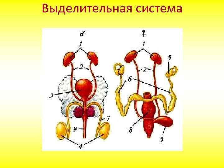 Выделительная система животных. Строение выделительной системы млекопитающих. Выделительная система млекопитающих схема. Мочеполовая система млекопитающих схема. Строение выделительная системы системы млекопитающих.