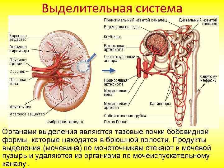 Выделительная система Органами выделения являются тазовые почки бобовидной формы, которые находятся в брюшной полости.