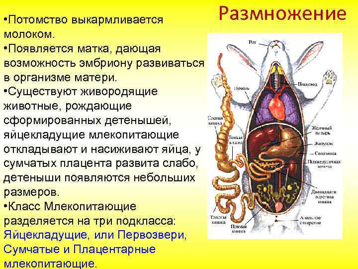  • Потомство выкармливается молоком. • Появляется матка, дающая возможность эмбриону развиваться в организме