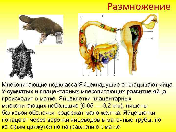 Размножение Млекопитающие подкласса Яйцекладущие откладывают яйца. У сумчатых и плацентарных млекопитающих развитие яйца происходит