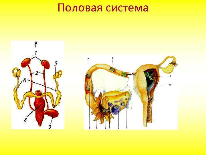 Половая система 