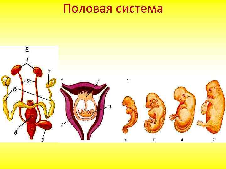 Половая система 