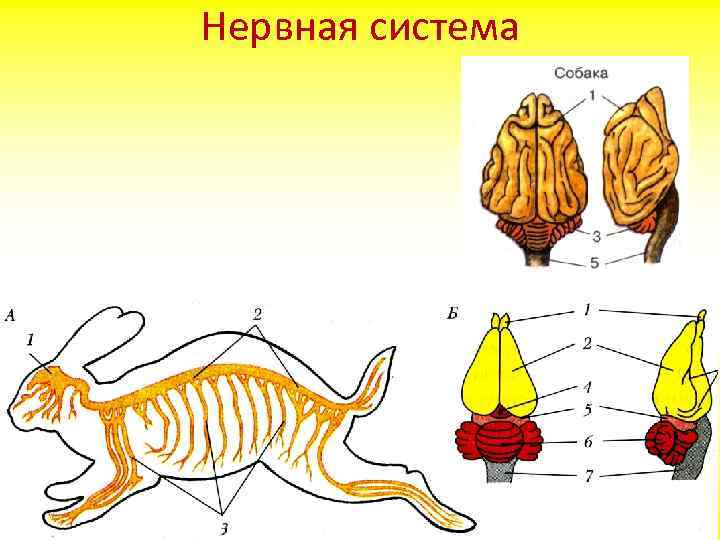 Нервная система 