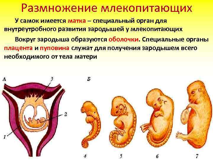 Размножение и развитие человека 8