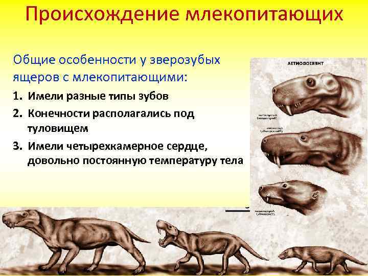 Выберите общий признак млекопитающих. Зверозубые пресмыкающиеся характеристика. Происхождение млекопитающих 7 класс биология. Происхождениелекопитающих. Появление млекопитающих.