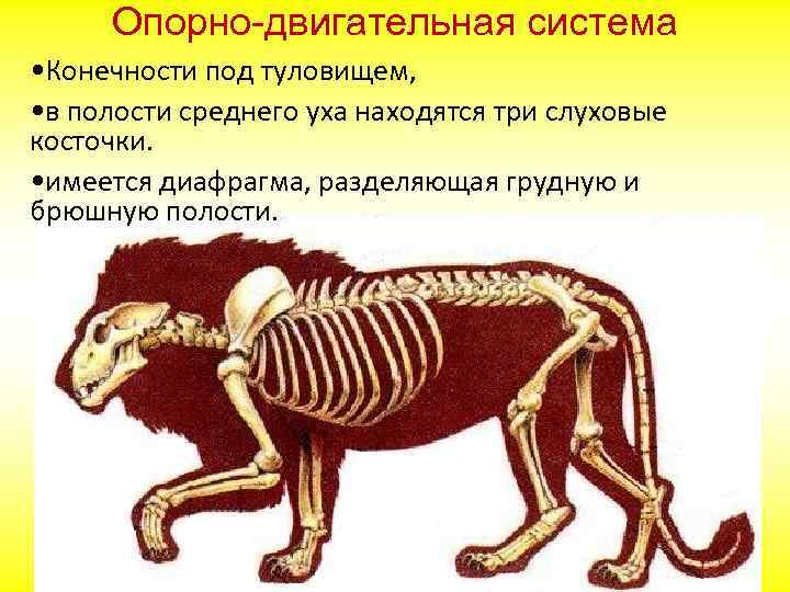 Опорно-двигательная система • Конечности под туловищем, • в полости среднего уха находятся три слуховые